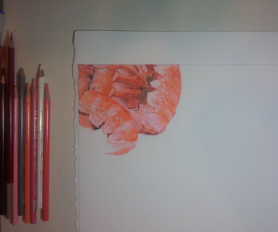 Langoustines (in progress 1), colored pencils